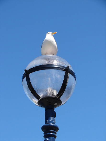 Photo 6"x4" Gull at New Quay New Quay\/Ceinewydd c2008