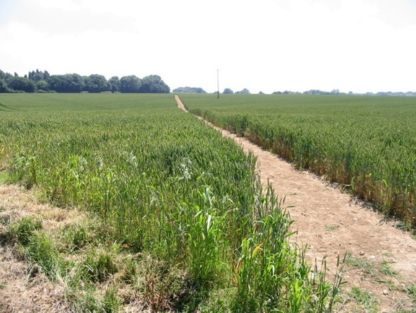 Photo 6"x4" Footpath across field near Ellinge Alkham c2008