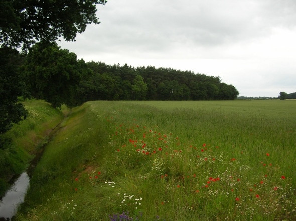 Photo 6"x4" Goit near Naburn Wood Deighton\/SE6244 c2008