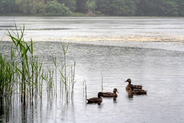 Photo 6"x4" Wollaton Hall Lake Beeston\/SK5236 c2008