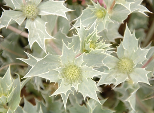 Photo 6"x4" Sea Holly at Ainsdale Hillside\/SD3214 c2008