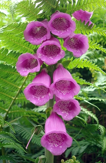 Photo 6"x4" Foxglove and Fern Far End\/SD3098 c2008