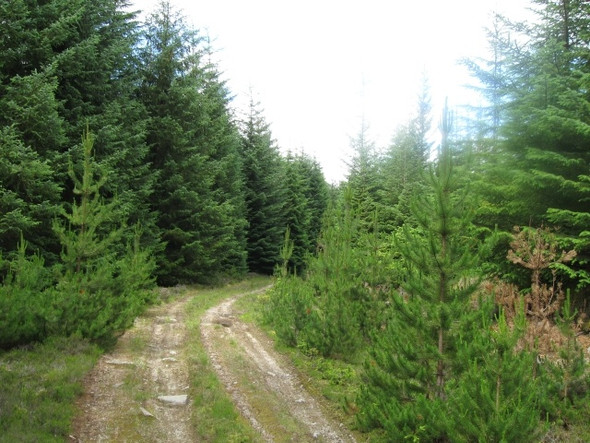 Photo 6"x4" Forestry track Sliabh Loraich Fersit c2008