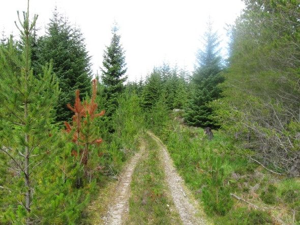 Photo 6"x4" Forestry track south of Loch Laggan Fersit c2008