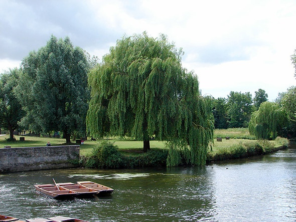 Photo 6"x4" Willow beside the Cam Cambridge\/TL4658 c2008