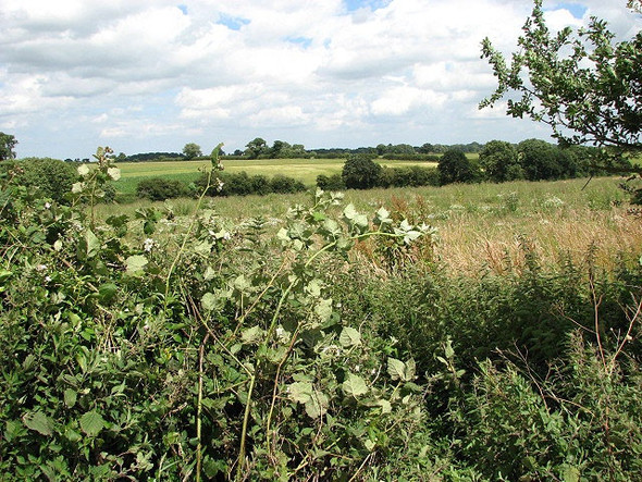 Photo 6"x4" View northeast across fields Oulton\/TG1328 c2008