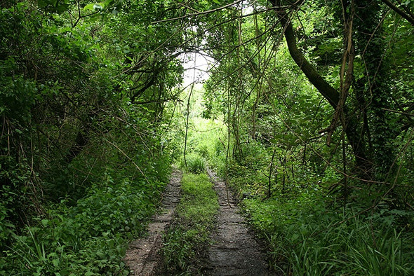 Photo 6"x4" Yealmpton: overgrown track Torr\/SX5851 c2008