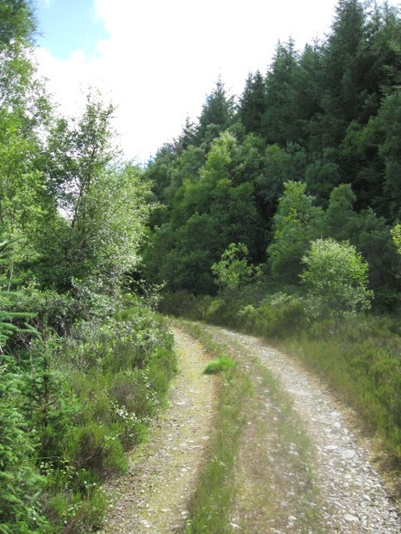 Photo 6"x4" Below Sr\u00c3\u00b2n na Gaoithe, forestry track Ardshealach c2008