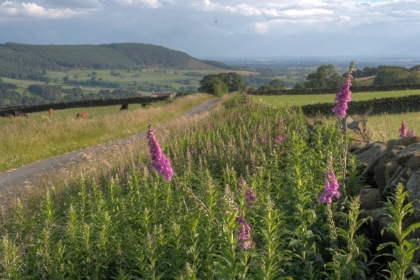Photo 6"x4" From Swinestye Hill Osmotherley c2008 P1