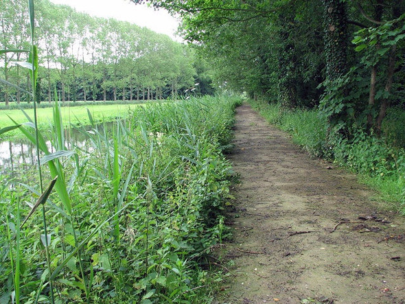 Photo 6"x4" Footpath along the River Bure Buxton\/TG2322 c2008