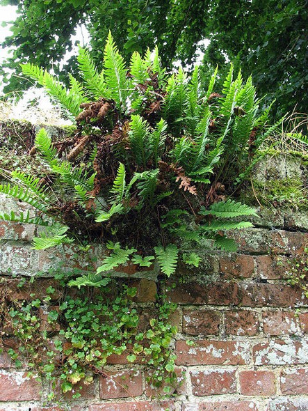 Photo 6"x4" Ferns on churchyard wall Brampton\/TG2224 c2008
