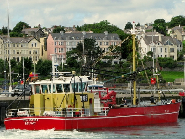 Photo 6"x4" The 'Still Ostrea' at Bangor Bangor\/J5081 c2008