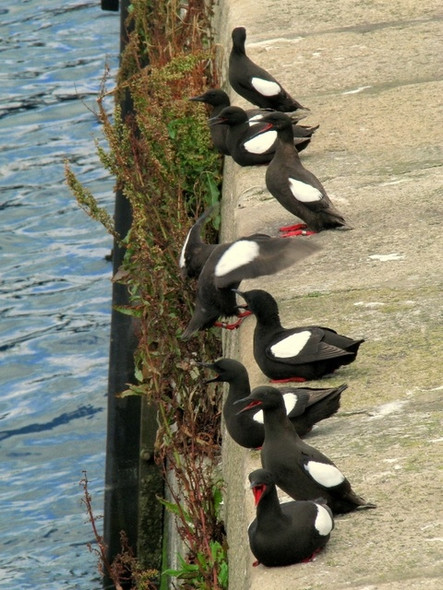 Photo 6"x4" Black Guillemots, Bangor [8] Bangor\/J5081 c2008