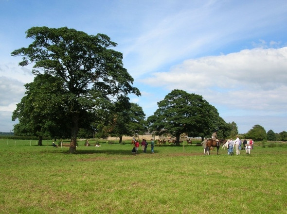 Photo 6"x4" Horses near Swan Hill Farm Wykeham\/SE9683 c2008