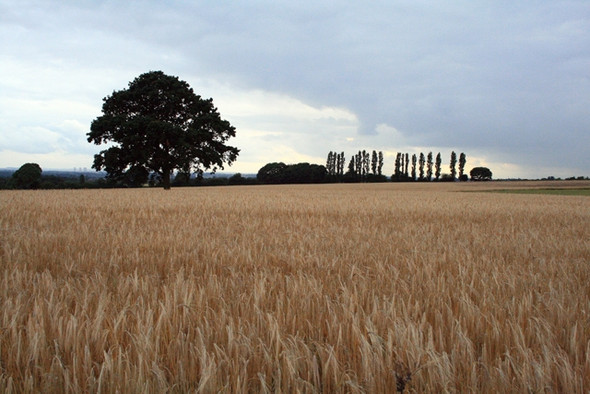 Photo 6"x4" Ripening Barley with Oak and Poplars Draycott\/SK4433 c2008