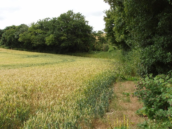 Photo 6"x4" Wheat field by Warmscombe Lane, near Bix Bottom Fawley Bottom c2008