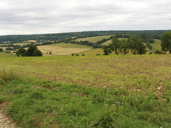Photo 6"x4" Maize seedlings in a Chilterns landscape Stonor c2008
