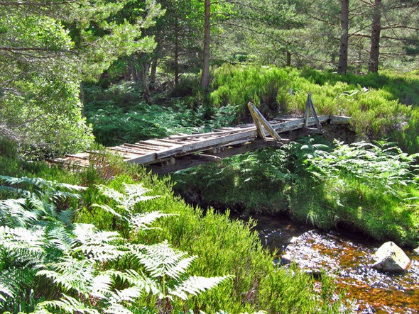 Photo 6"x4" Footbridge over the Water of Allachy Millfield\/NO4896 c2008
