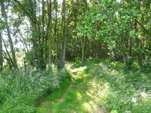 Photo 6"x4" Footpath at Talich Nature Reserve Fearn c2008
