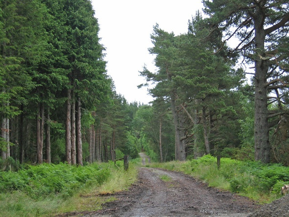 Photo 6"x4" Torranerrick forest road Glaichbea c2008