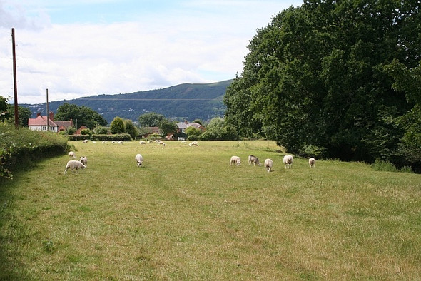 Photo 6"x4" Sheep pasture, Grove House Farm Great Malvern c2008