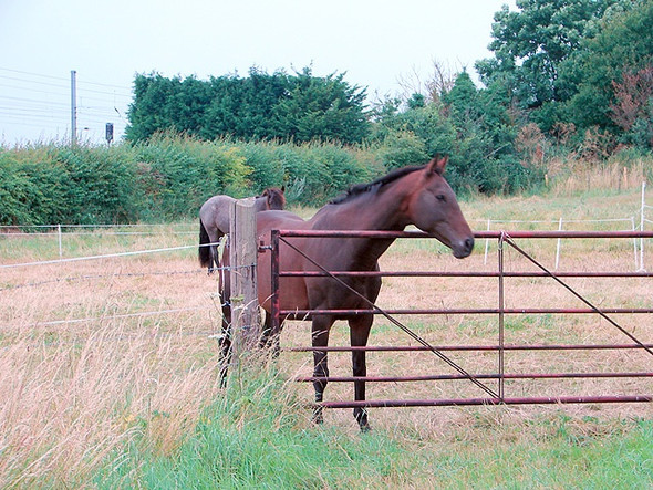 Photo 6"x4" Horses at Cadwell Farm Hitchin c2008