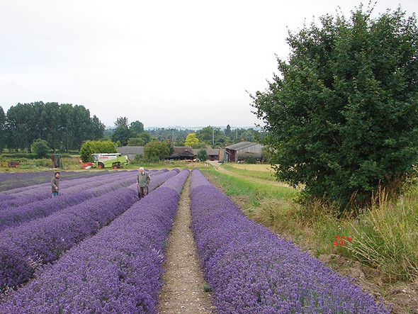 Photo 6"x4" Cadwell Farm - Hitchin Lavender - 13 Hitchin c2008