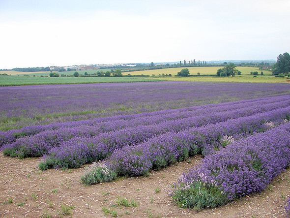 Photo 6"x4" Cadwell Farm - Hitchin Lavender - 15 Hitchin c2008