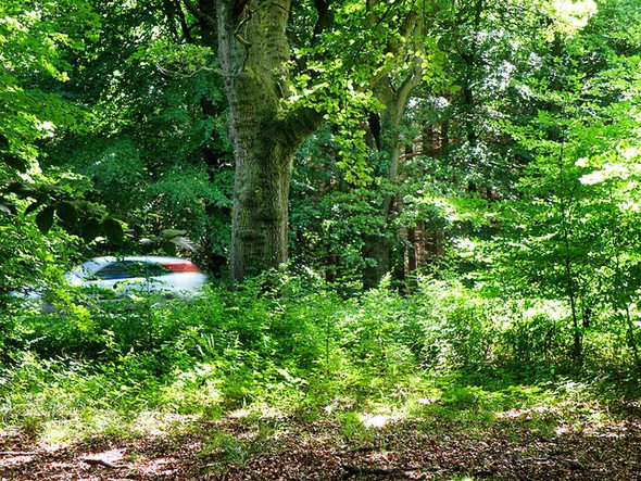 Photo 6"x4" Forest of Dean near Edge End Edge End\/SO5913 c2008