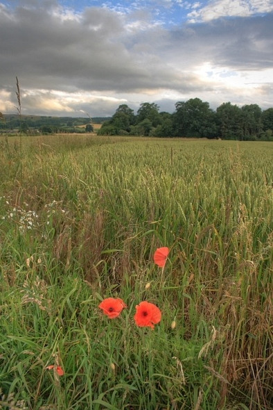 Photo 6"x4" Arable Field, Near Browson Plantation Dalton\/NZ1108 c2008