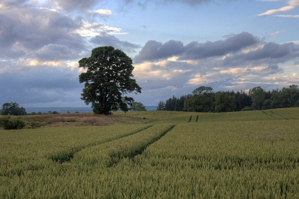 Photo 6"x4" Arable Field, Near Browson Plantation Dalton\/NZ1108 c2008 P1