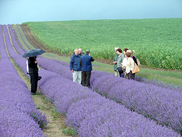 Photo 6"x4" Cadwell Farm - Hitchin Lavender - 22 Hitchin c2008