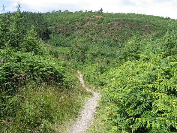 Photo 6"x4" Mabie Forest - Cycle Trail Woodhead\/NX9171 c2008
