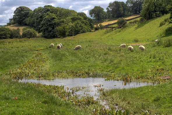 Photo 6"x4" Floodplain of the Swale Grinton c2008