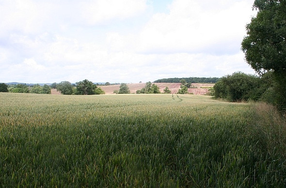 Photo 6"x4" Wheat field, Guarlford Guarlford c2008