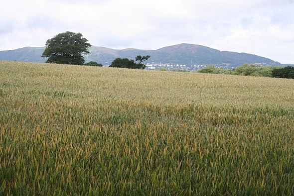 Photo 6"x4" Wheat field, Guarlford Guarlford c2008 P1