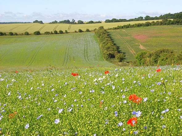 Photo 6"x4" Farmland, Great Shefford South Fawley c2008