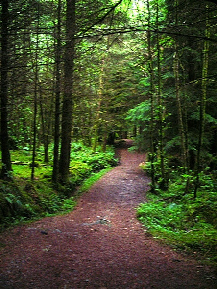 Photo 6"x4" Path Through Glencoe Forest Glencoe\/NN1058 c2008