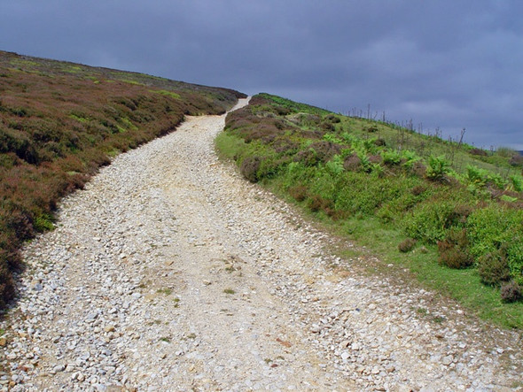 Photo 6"x4" A track through heather and bracken, Farndale Church Houses c2008