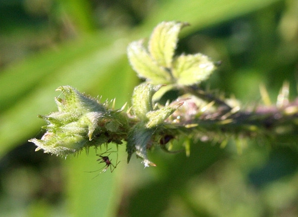 Photo 6"x4" Bramble shoot Marl Bank c2008