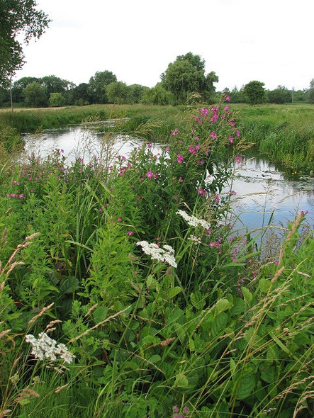 Photo 6"x4" Hogweed and Great Willowherb Broom Green c2008