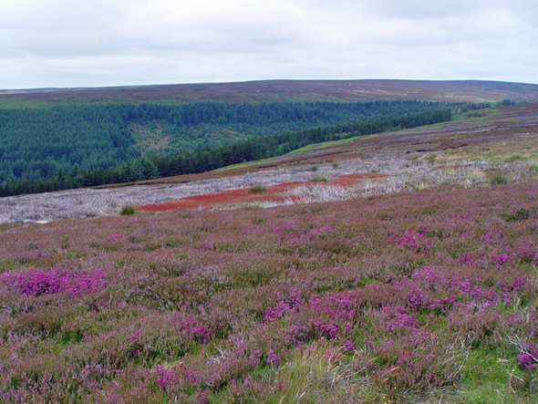 Photo 6"x4" Moorland above Bloworth Wood Cockayne c2008