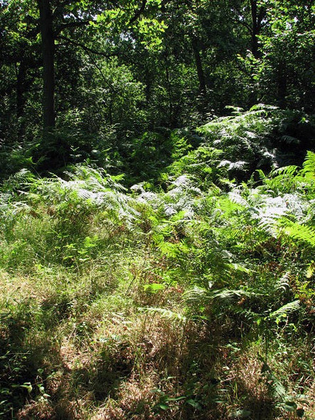 Photo 6"x4" A Norfolk jungle Themelthorpe c2008