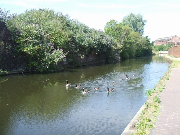 Photo 6"x4" Flock of geese on the Birmingham Canal Wolverhampton c2008