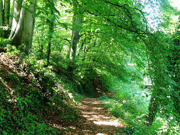 Photo 6"x4" Three footpaths in one Tarlton c2008