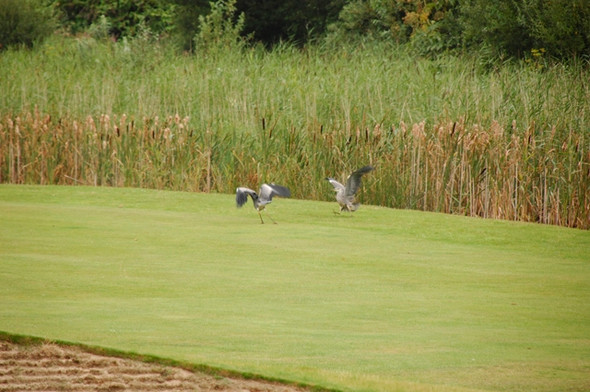 Photo 6"x4" Squabbling herons Southport c2008