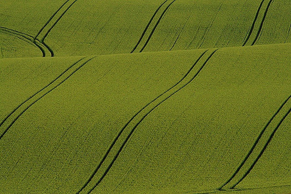 Photo 6"x4" Tramlines in a field at Legerwood Legerwood c2008