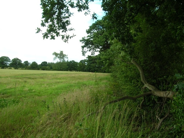 Photo 6"x4" Hedgerow along Moor Lane Skelton\/SE5756 c2008