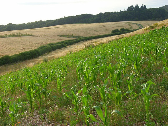 Photo 6"x4" Farmland, Little Marlow Marlow\/SU8586 c2008