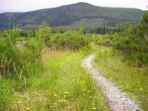 Photo 6"x4" Path in Leanachan Forest Highbridge\/NN1981 c2007